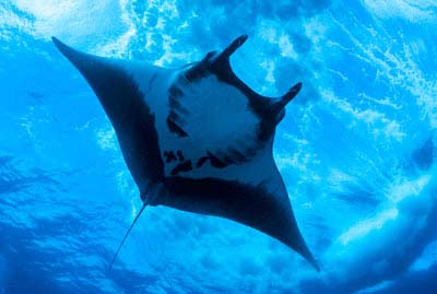 A Day of Magical Encounters at Socorro Island
