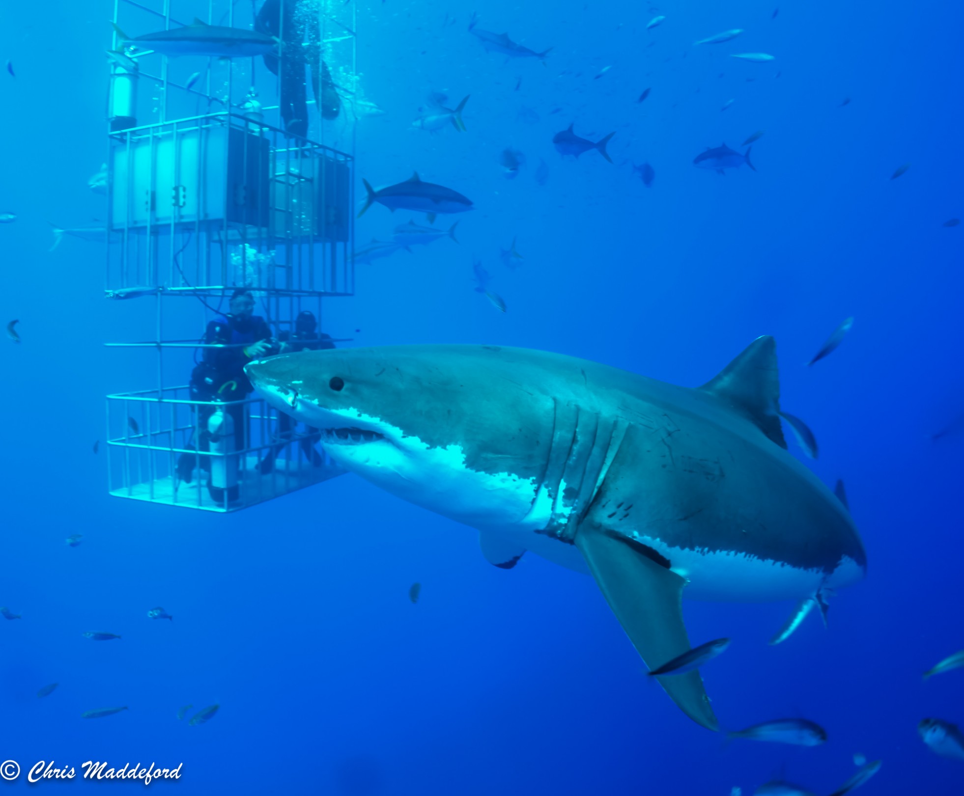 The Great White Sharks are amazing to watch and never disappointed us. Nautilus Liveaboards