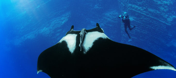 giant manta ray floats above a diver near a rock cliff