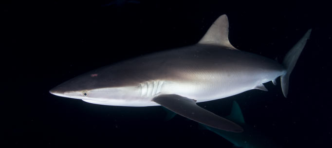 silky shark in the dark night waters
