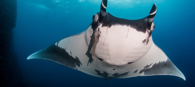 giant oceanic manta ray with remora from below