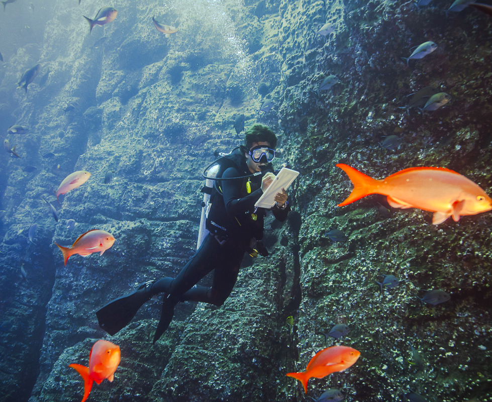 Miguel Counting Fish at Socorro, Part of his work on Giant Manta Identification