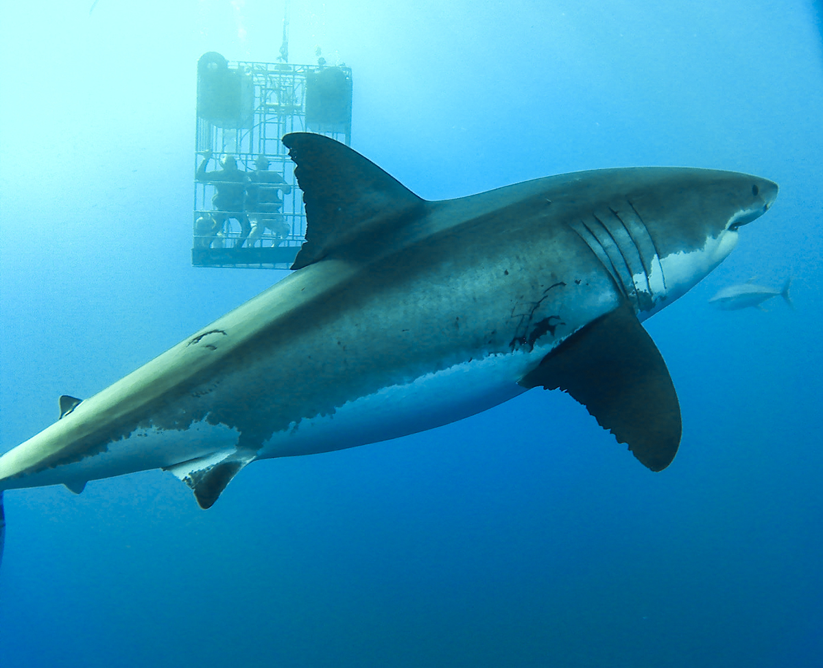 A great white swims between the Nautilus cages.
