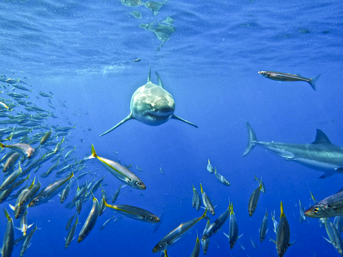 A great white scatters a school of mackrel, Photo by Aaron B