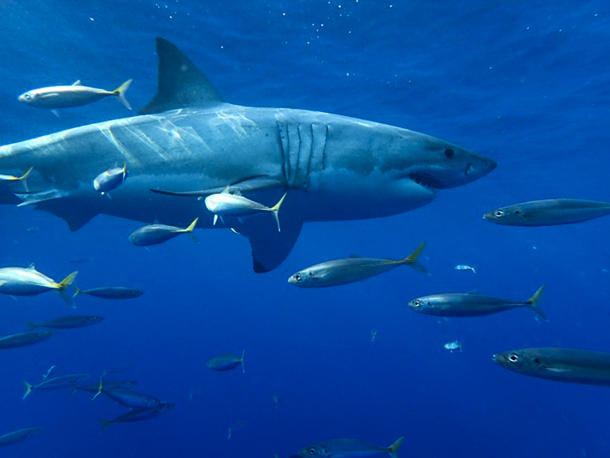 Fish head in the other direction as a great white glides by.