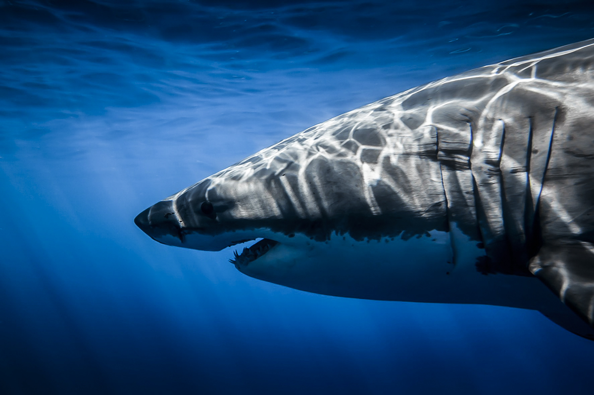 Getting up close and personal with a great white!