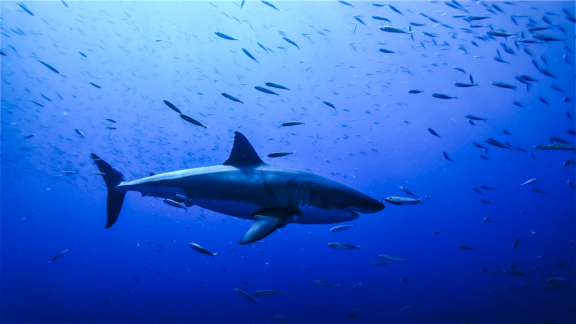 A great white swims through mackerel in the blue. Photo by DM Jessie