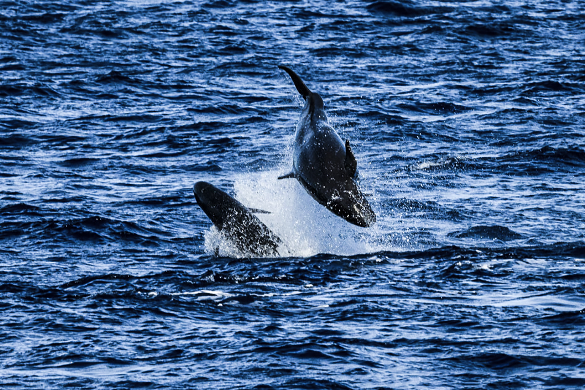 False Killer Whales Spotted in Socorro! Photo by Chuck Babbit