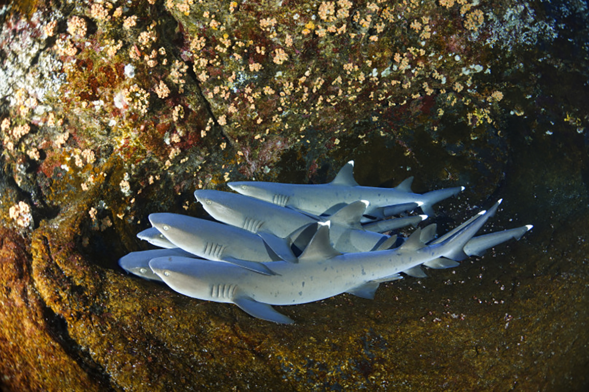 Sleepy baby sharks get cozy at Socorro.