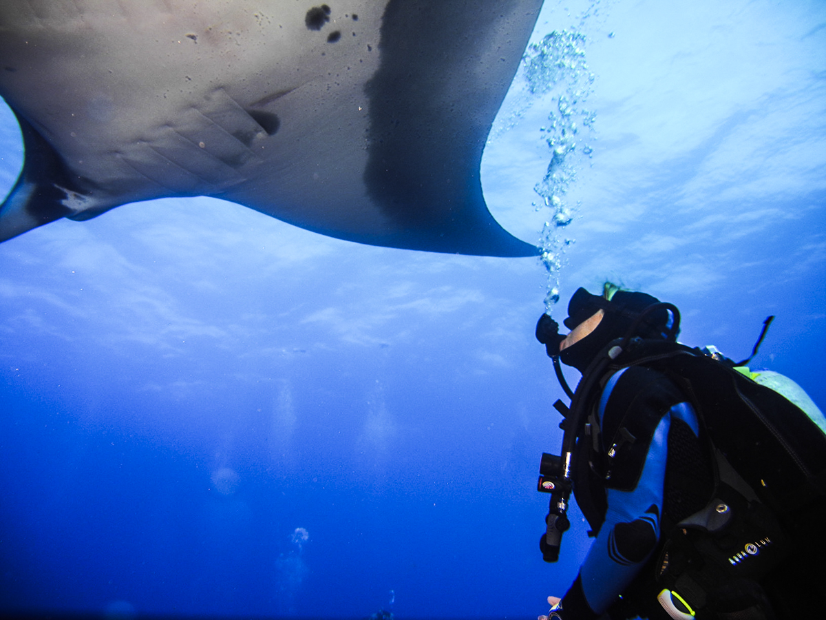 A manta gets up close and personal with a lucky diver