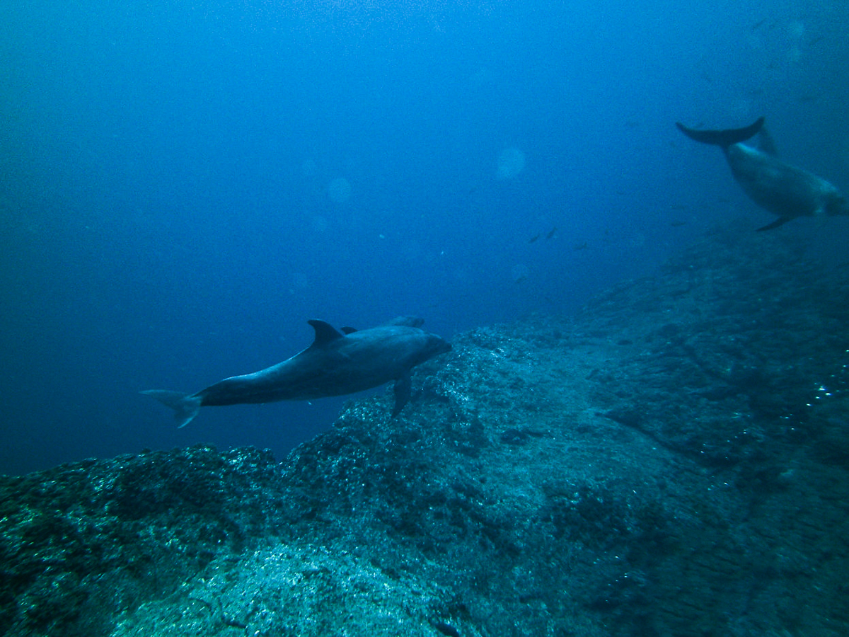 Playful dolphins interact with guests at Socorro