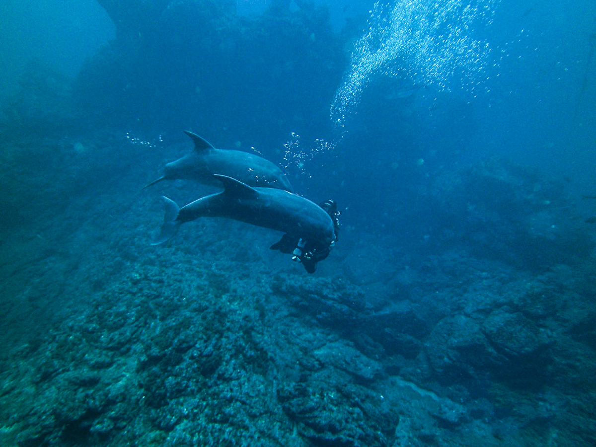 Delightful dolphins are always a hit!
