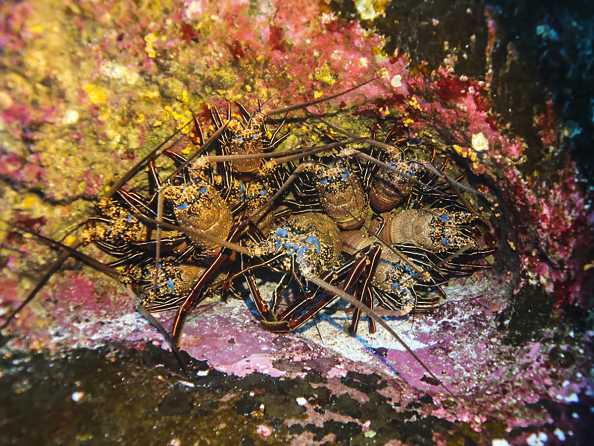 The incredibly colourful Socorro Lobster
