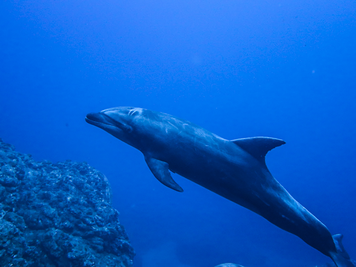 Beautiful playful dolphins