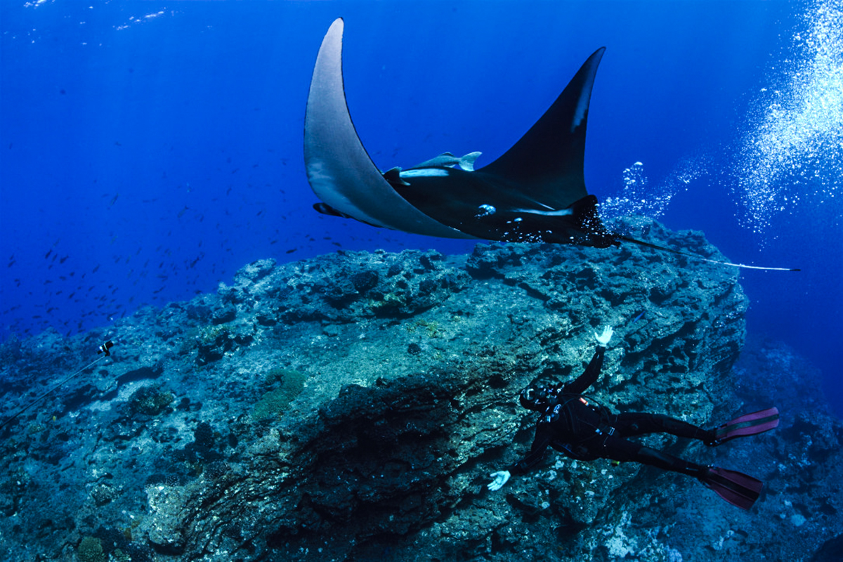 Mantas love their bubble baths! Photo by Kim Nilsson Davidsson