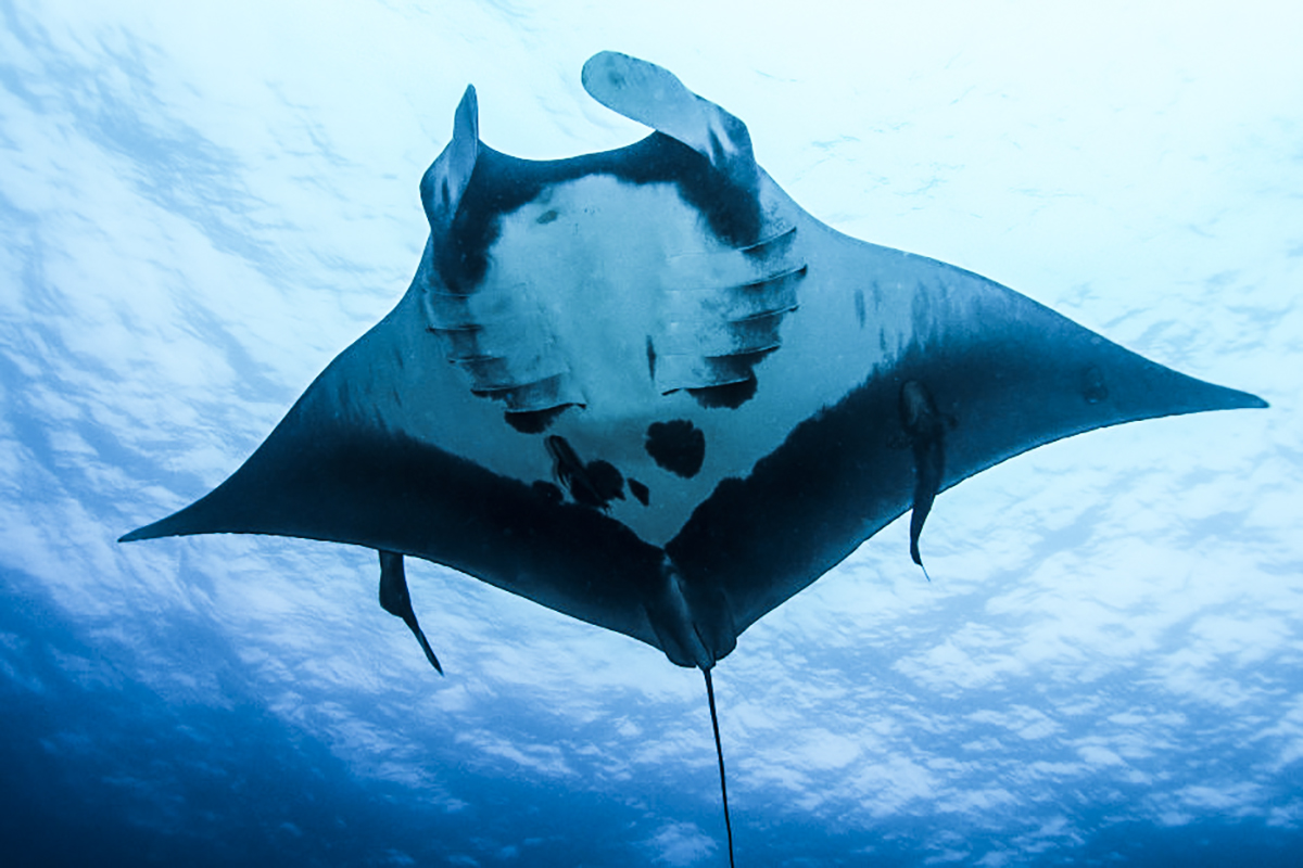Looking up at a beautiful manta! Photo by Mandy Ng
