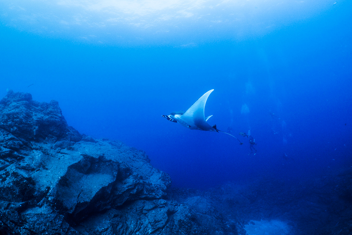A flying manta at Socorro