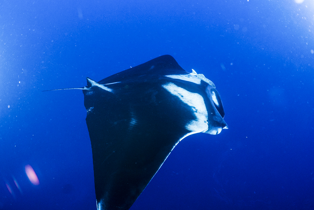 A beautiful manta in Socorro.