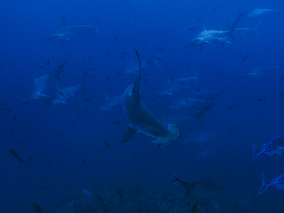 Some schooling hammerheads at Socorro. Photo by Sandra Haessler