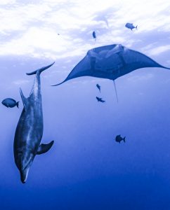 A giant manta and a dolphin at Socorro
