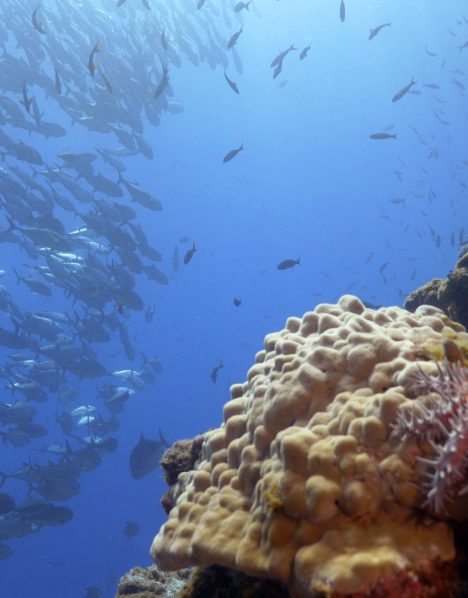 The Canyon corals
