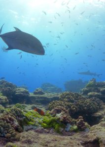 shark at el Canyon