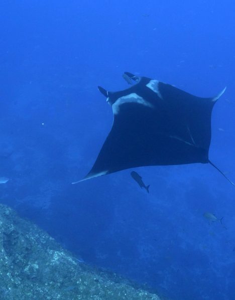 A giant manta at the Canyon
