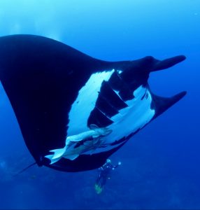 Giant Manta and Diver at Socorro, Nautilus Undersea