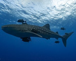Whale shark at Socorro