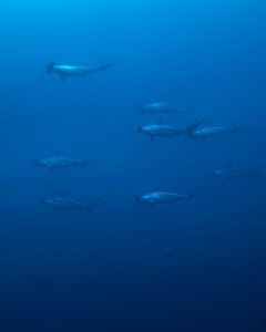 Hammerhead sharks at socorro diving from the Gallant Lady