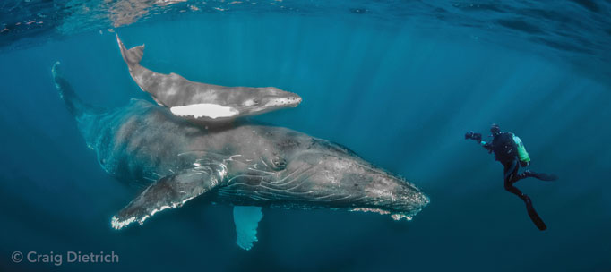 Humpback whale, calf, and diver
