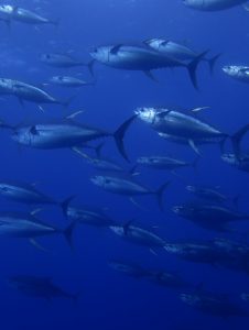 Tuna at Socorro, Nautilus Undersea