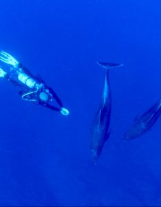 humpback sighting during safety stop