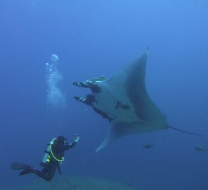 Chevron Manta at Socorro