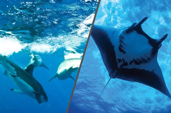 Socorro Guadalupe, Cabo Pulmo Voyage Combo