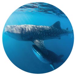 Bahia de Los Angeles Whale Sharks Snorkeling