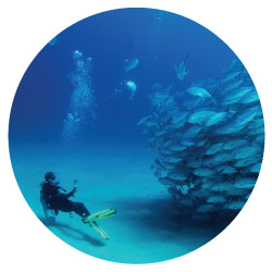 Cabo Pulmo Bull sharks diving
