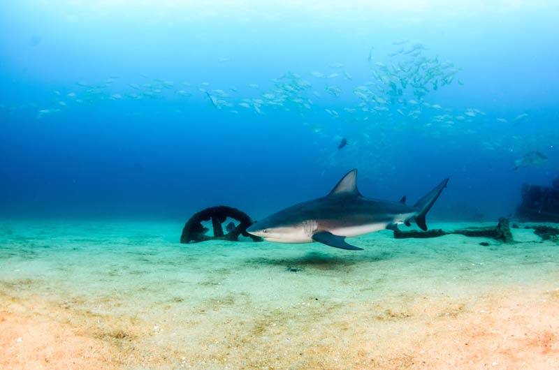 Cabo Pulmo Diving Bull sharks