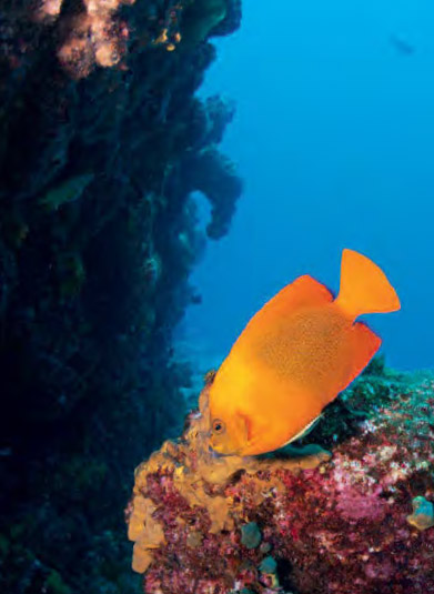 Clarion fish at Punta Tosca part of the shark highway