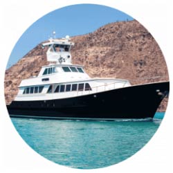 Nautilus Gallant Lady at Sea of Cortez