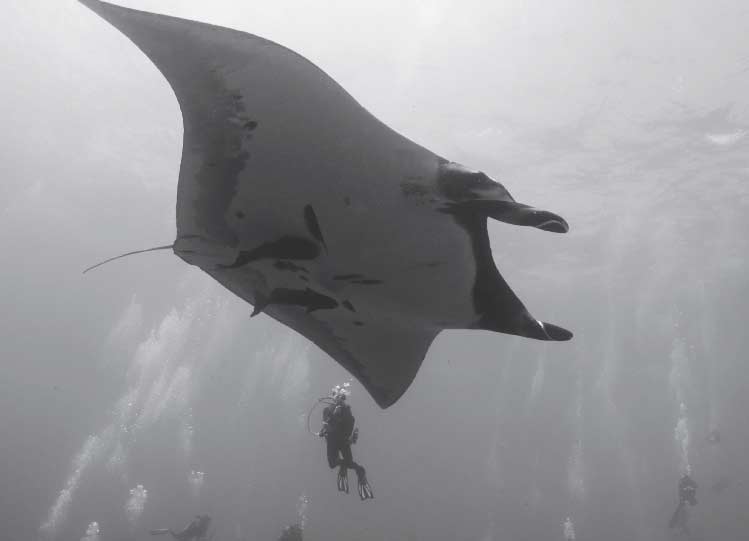 Giant Pacific Manta Ray on the shark Highway