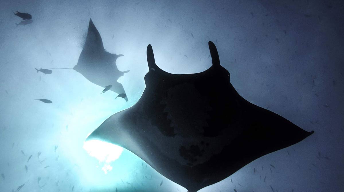 Dive with Giant Manta at Socorro Island