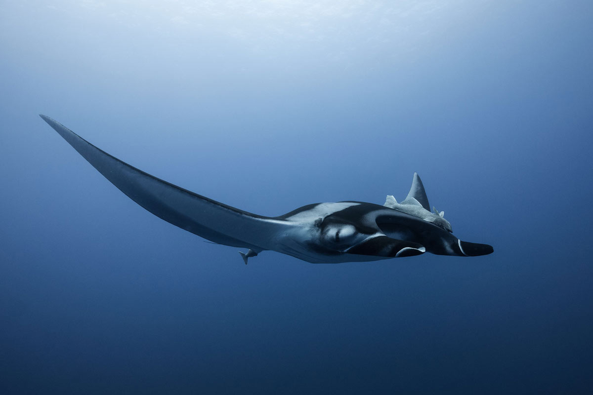 Vulnerable giant manta at Socorro Island