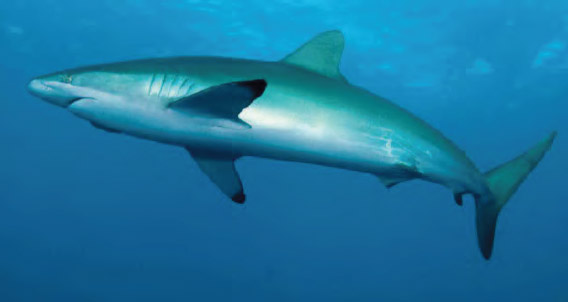 Silky shark at San Benedicto