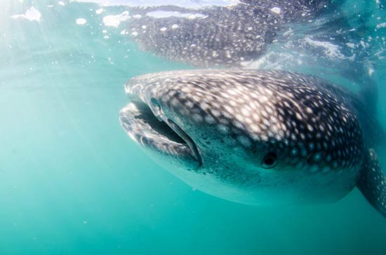 Whale shark snorkeling bahia Sea of Cortez