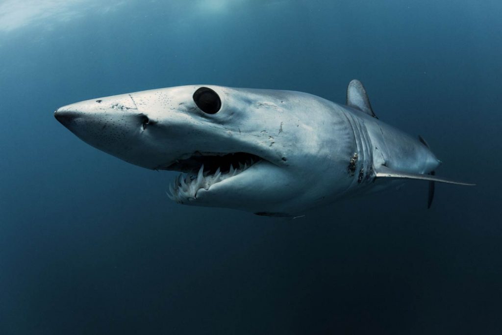 Mako Shark : An Endangered Species