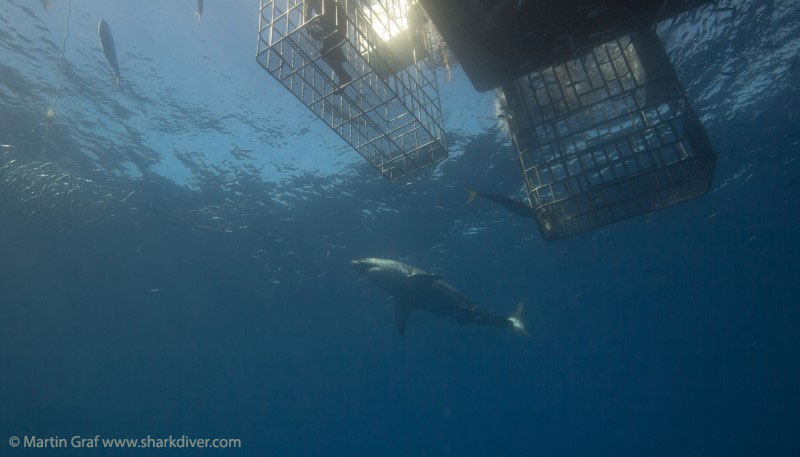 Submersible cage at Guadalupe - Martin Graf