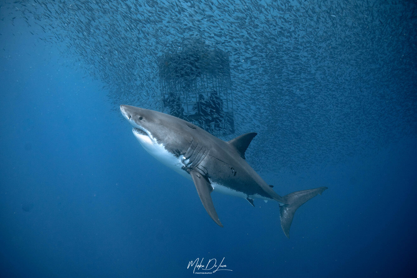 Guadalupe Great White Sharks Have BLUE Eyes Nautilus Liveaboards